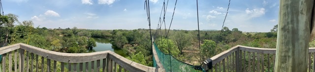 A view from one of the platforms at Legon Botanical Gardens. In the foreground, we see the railing of the platform with a catwalk extending out from the right lower corner to the center of the picture. On the left and below, the lagoon at the center of the gardens is visible.