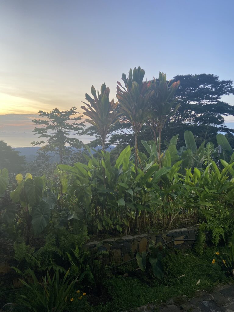 Sunrise from Roça Saudade in the mountains of São Tomé with tropical trees and the sea in the distance.